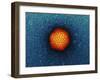 Adenovirus Particle, TEM-Dr. Klaus Boller-Framed Photographic Print