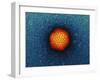 Adenovirus Particle, TEM-Dr. Klaus Boller-Framed Photographic Print