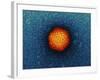 Adenovirus Particle, TEM-Dr. Klaus Boller-Framed Photographic Print