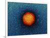 Adenovirus Particle, TEM-Dr. Klaus Boller-Framed Photographic Print