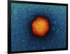 Adenovirus Particle, TEM-Dr. Klaus Boller-Framed Photographic Print