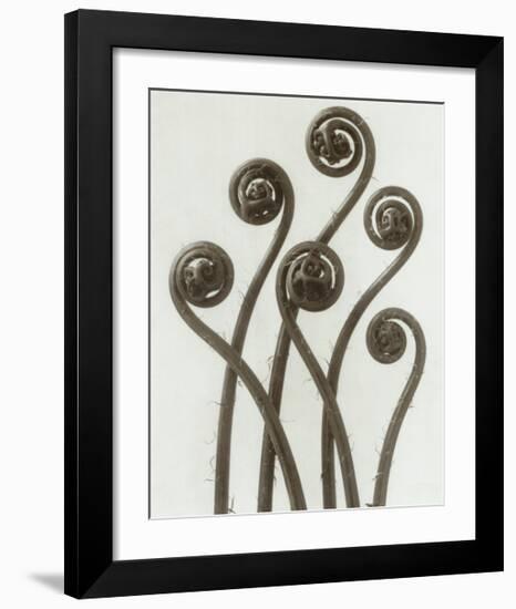 Adiantum Pedatum, Hair Fern-Karl Blossfeldt-Framed Art Print