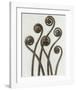 Adiantum Pedatum, Hair Fern-Karl Blossfeldt-Framed Art Print