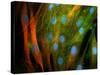 Adipose Stem Cells, Light Micrograph-Riccardo Cassiani-ingoni-Stretched Canvas