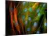 Adipose Stem Cells, Light Micrograph-Riccardo Cassiani-ingoni-Mounted Photographic Print
