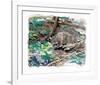 Adirondack Bobcat-Everett Hibbard-Framed Limited Edition