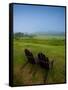 Adirondack Chairs on Lawn at Martha's Vineyard with Fog over Trees in the Distant View-James Shive-Framed Stretched Canvas