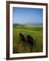 Adirondack Chairs on Lawn at Martha's Vineyard with Fog over Trees in the Distant View-James Shive-Framed Photographic Print