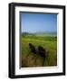 Adirondack Chairs on Lawn at Martha's Vineyard with Fog over Trees in the Distant View-James Shive-Framed Photographic Print