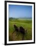 Adirondack Chairs on Lawn at Martha's Vineyard with Fog over Trees in the Distant View-James Shive-Framed Photographic Print