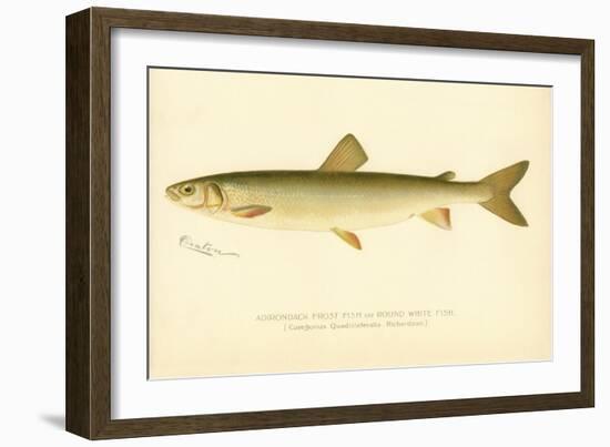 Adirondack Frost Fish-null-Framed Giclee Print