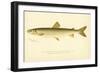 Adirondack Frost Fish-null-Framed Giclee Print