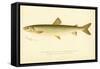 Adirondack Frost Fish-null-Framed Stretched Canvas