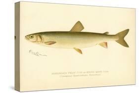 Adirondack Frost Fish-null-Stretched Canvas