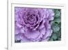 Adirondack Region, New York, USA. Cabbage flower.-Karen Ann Sullivan-Framed Photographic Print