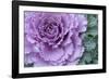 Adirondack Region, New York, USA. Cabbage flower.-Karen Ann Sullivan-Framed Photographic Print