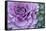 Adirondack Region, New York, USA. Cabbage flower.-Karen Ann Sullivan-Framed Stretched Canvas