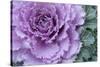 Adirondack Region, New York, USA. Cabbage flower.-Karen Ann Sullivan-Stretched Canvas