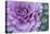 Adirondack Region, New York, USA. Cabbage flower.-Karen Ann Sullivan-Stretched Canvas
