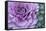 Adirondack Region, New York, USA. Cabbage flower.-Karen Ann Sullivan-Framed Stretched Canvas