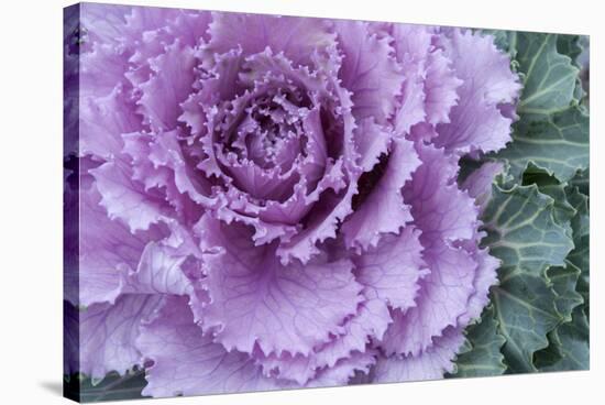 Adirondack Region, New York, USA. Cabbage flower.-Karen Ann Sullivan-Stretched Canvas