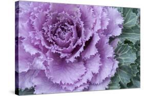 Adirondack Region, New York, USA. Cabbage flower.-Karen Ann Sullivan-Stretched Canvas