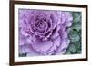 Adirondack Region, New York, USA. Cabbage flower.-Karen Ann Sullivan-Framed Photographic Print