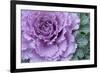 Adirondack Region, New York, USA. Cabbage flower.-Karen Ann Sullivan-Framed Photographic Print