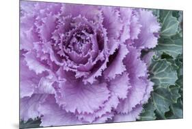 Adirondack Region, New York, USA. Cabbage flower.-Karen Ann Sullivan-Mounted Photographic Print