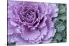 Adirondack Region, New York, USA. Cabbage flower.-Karen Ann Sullivan-Stretched Canvas