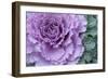 Adirondack Region, New York, USA. Cabbage flower.-Karen Ann Sullivan-Framed Photographic Print