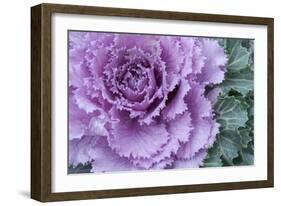 Adirondack Region, New York, USA. Cabbage flower.-Karen Ann Sullivan-Framed Photographic Print