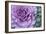 Adirondack Region, New York, USA. Cabbage flower.-Karen Ann Sullivan-Framed Photographic Print