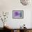 Adirondack Region, New York, USA. Cabbage flower.-Karen Ann Sullivan-Framed Photographic Print displayed on a wall