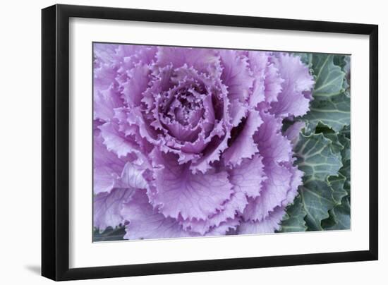 Adirondack Region, New York, USA. Cabbage flower.-Karen Ann Sullivan-Framed Photographic Print