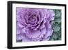 Adirondack Region, New York, USA. Cabbage flower.-Karen Ann Sullivan-Framed Photographic Print