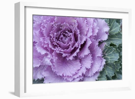 Adirondack Region, New York, USA. Cabbage flower.-Karen Ann Sullivan-Framed Photographic Print