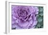 Adirondack Region, New York, USA. Cabbage flower.-Karen Ann Sullivan-Framed Photographic Print