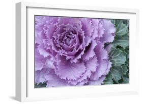 Adirondack Region, New York, USA. Cabbage flower.-Karen Ann Sullivan-Framed Photographic Print