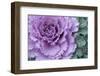 Adirondack Region, New York, USA. Cabbage flower.-Karen Ann Sullivan-Framed Photographic Print