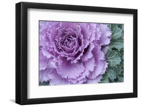 Adirondack Region, New York, USA. Cabbage flower.-Karen Ann Sullivan-Framed Photographic Print