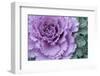 Adirondack Region, New York, USA. Cabbage flower.-Karen Ann Sullivan-Framed Photographic Print