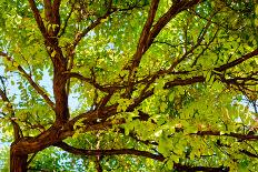 Locust Tree Close-Up Background.-adistock-Photographic Print