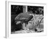 Adjutant Storks-null-Framed Photographic Print