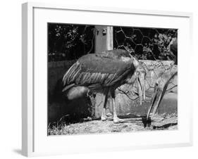 Adjutant Storks-null-Framed Photographic Print