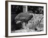 Adjutant Storks-null-Framed Photographic Print