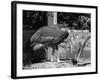 Adjutant Storks-null-Framed Photographic Print