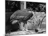 Adjutant Storks-null-Mounted Photographic Print