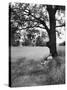 Adlai Stevenson, Illinois Governor and Prospective Democratic Presidential Candidate-Cornell Capa-Stretched Canvas