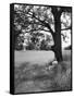 Adlai Stevenson, Illinois Governor and Prospective Democratic Presidential Candidate-Cornell Capa-Framed Stretched Canvas